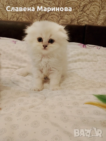 Шотландски котета ,сребърна чинчила, колорпойнт, дългокосместа котка, снимка 9 - Чинчили - 54735813