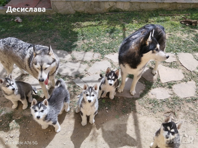 Сибирско хъски