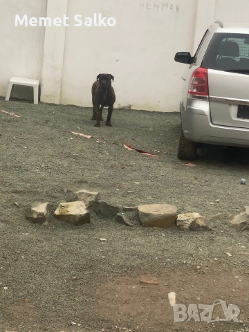 Pero De Presa Canario, снимка 4 - Кане корсо - 54313010