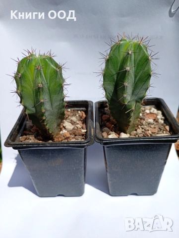Myrtillocactus - 7 см саксия / 4 евро 1 брой