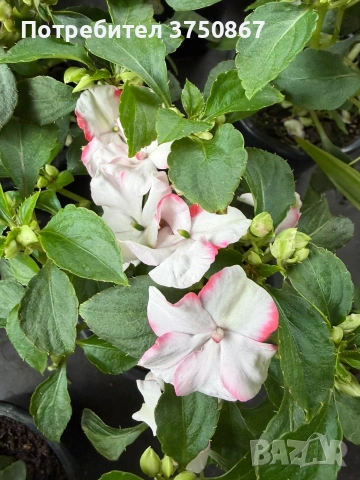 🩷🌿💜 Impatiens walleriana 'Raffael Star Mix' (Циганче / Импатиенс), снимка 4 - Градински цветя и растения - 54733445
