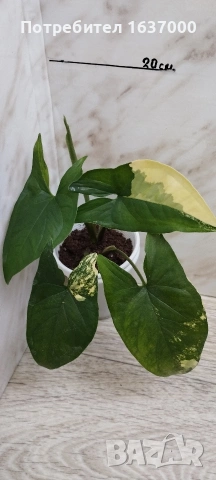 Сингониум Aurea variegata 