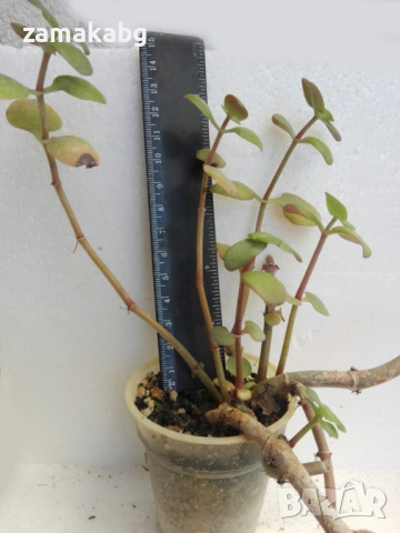 Красула (Crassula multicava), сукулентно растение