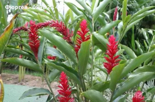Джинджифил – разсад (Zingiber officinale)