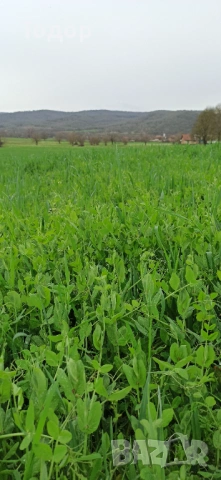 Продавам бали грах с овес, снимка 2 - Други животни - 54740240