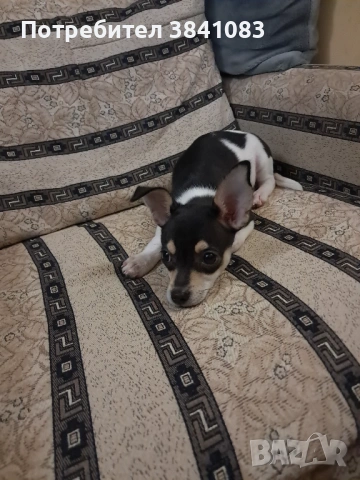 Чихупинчер на 3 месеца , снимка 5 - Чихуахуа - 53998678
