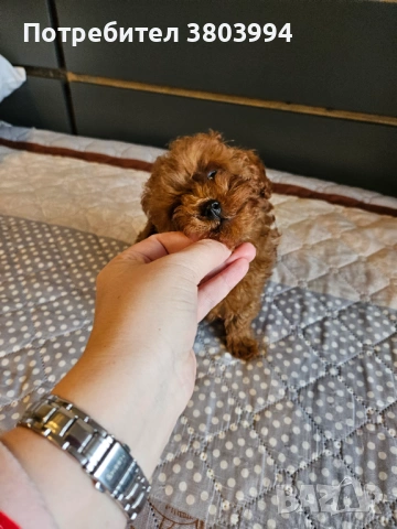 Уникално момиченце Той / Тйи къп пуделче, снимка 2 - Пудели - 54131488