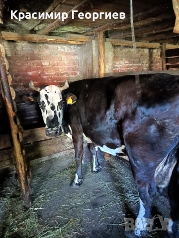 Продавам крави , снимка 2 - Крави - 55084888