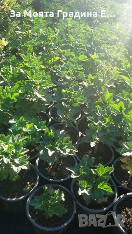 Йоща - хибрид между касис и цариградско грозде , снимка 9 - Градински цветя и растения - 54020913