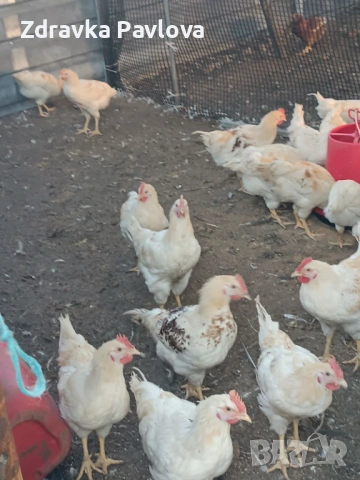 ПРОДАВАМ ПЕТЛИ, снимка 2 - Кокошки и пуйки - 54324021