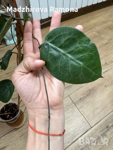 Hoya Хоя Macgillivray 