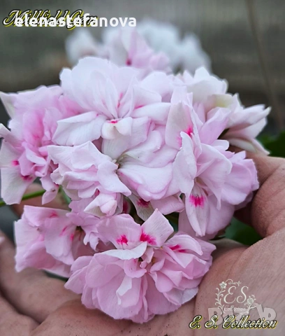 Сортови мушката (пеларгонии), снимка 5 - Стайни растения - 54621638