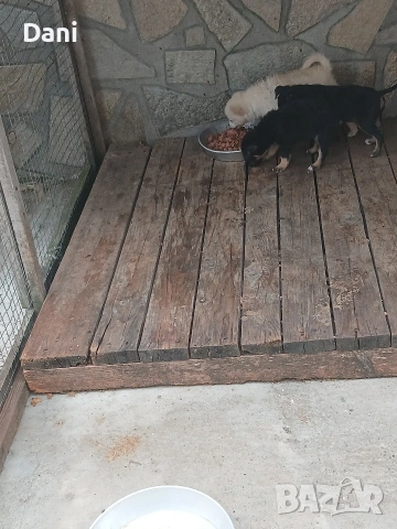Mini PINCERI Sladyri, снимка 7 - Пинчер - 55256940