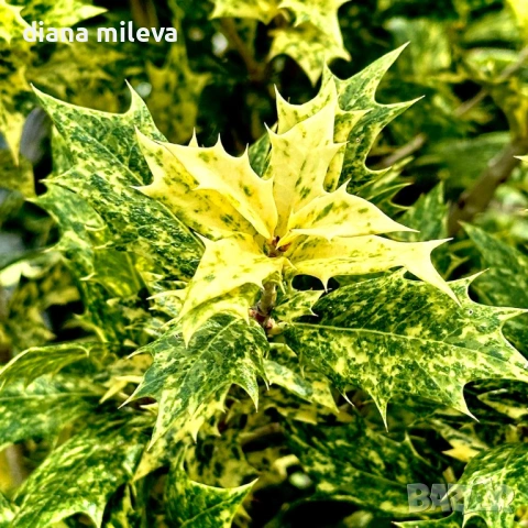 Османтус Гошики, Osmanthus heterophyllus Goshiki