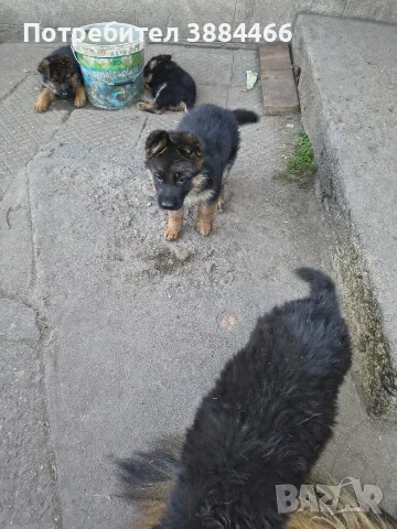немска овчарка ....