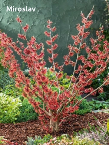 Вещерско дърво-(Магически лешник ), снимка 7 - Градински цветя и растения - 54305629