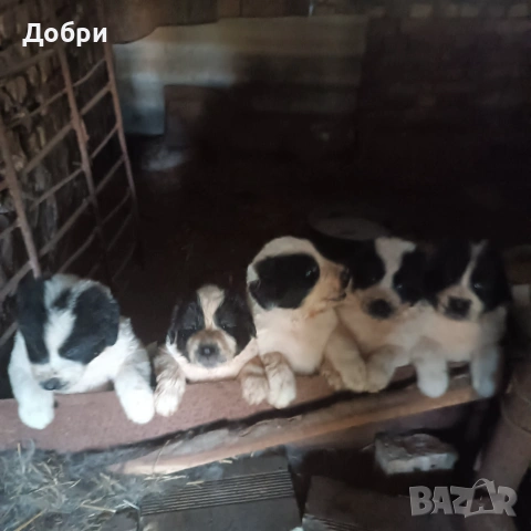 Малки Каракачанки