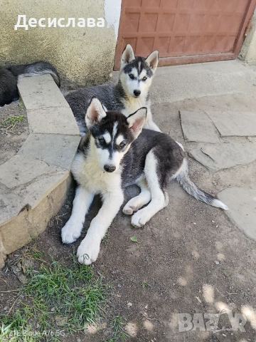 Продавам хъски, снимка 3 - Хъски - 54726993