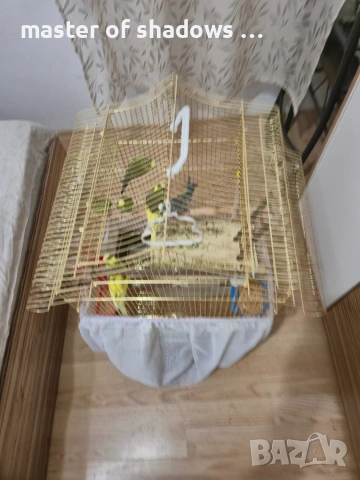 Валнисти папагали , снимка 2 - Папагали - 55205884