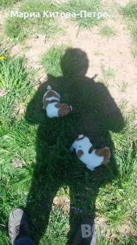 Джак Ръсел , снимка 2 - Джак ръсел териер - 54362008