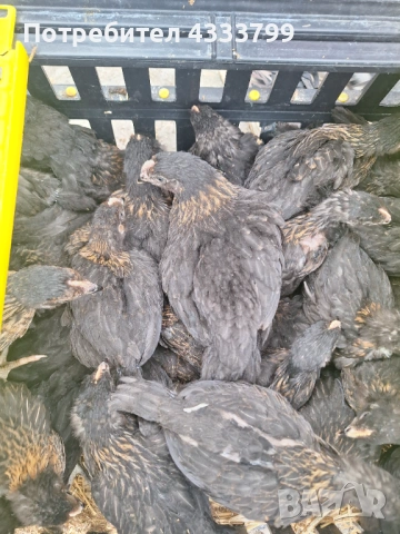 Супер Харко носачки на 45 дни 8 евро за брой! БРОЙЛЕР на 40 дни 8.50 евро за брой 