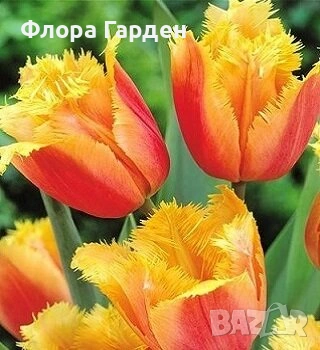 Луковици ЛАЛЕТА - Предварителни поръчки, снимка 8 - Сортови семена и луковици - 55089386