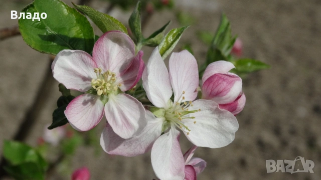 Фотоапарат Sony HX 300, снимка 15 - Фотоапарати - 54239081