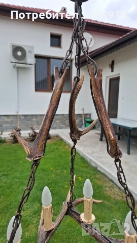 Красив полилей от еленски рога , снимка 8 - Полилеи - 54169100