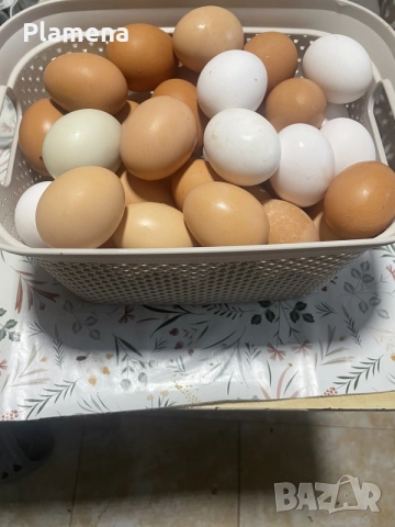 Продавам млади кокошки, снимка 4 - Кокошки и пуйки - 55464942