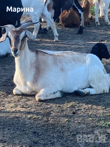 Кози и ярета , снимка 5 - Кози - 54330596