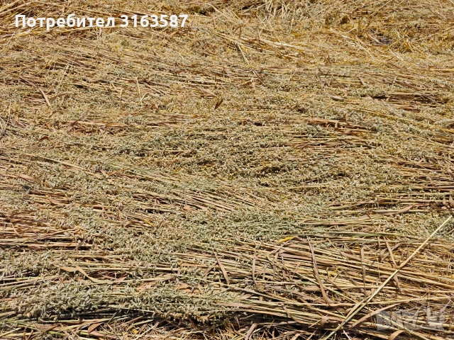 Ролонни бали от овес със зърно, снимка 5 - За селскостопански - 55007844