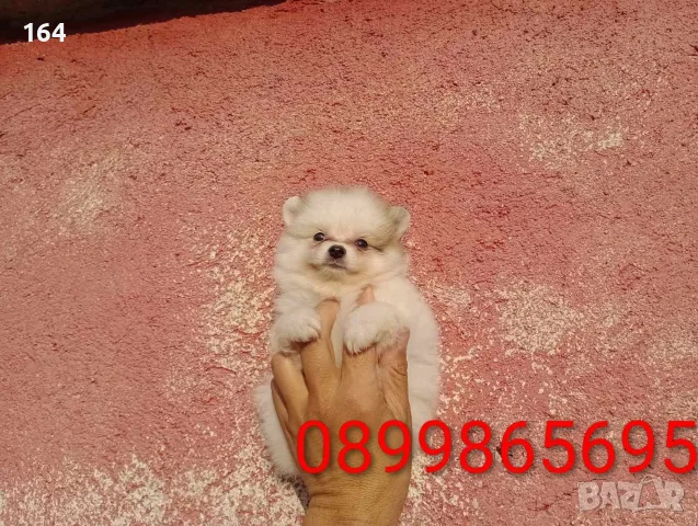 Померани. Снимки от днес !, снимка 4 - Померан - 55609522