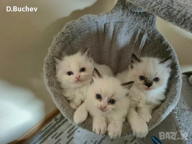 Ragdoll Cats / Регдол Котенца , снимка 2 - Други - 54549671