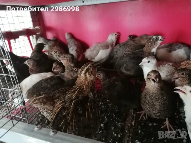 Млади пътпъдъци 