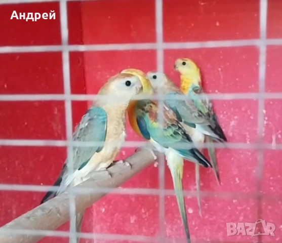 Пойни папагали 