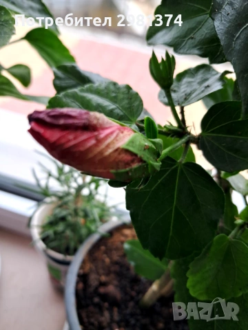 Китайска роза-Хибискус(голямо), снимка 8 - Стайни растения - 54216672