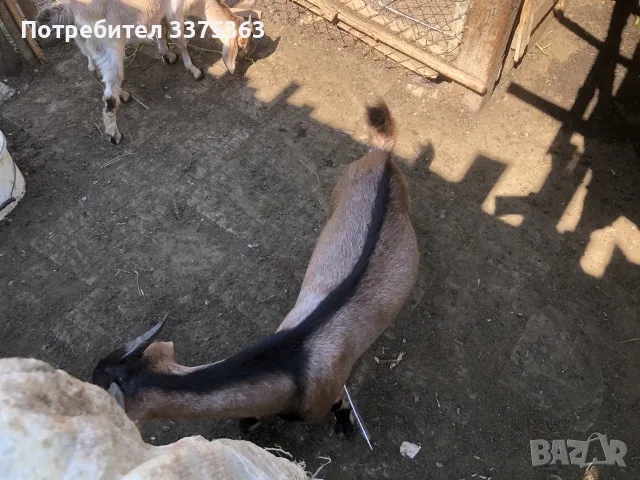 Ярета мъжко и женско, снимка 3 - Кози - 55310698