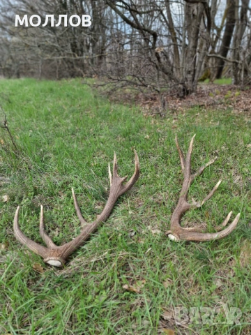 Рога на Благороден Елен 