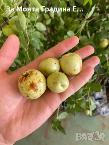 Хинап сорт Ли в плододаваща възраст , снимка 4 - Градински цветя и растения - 54032043