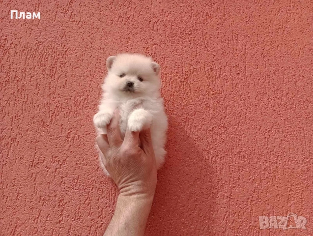 Померани.Реални снимки ! Мъжки и женски.