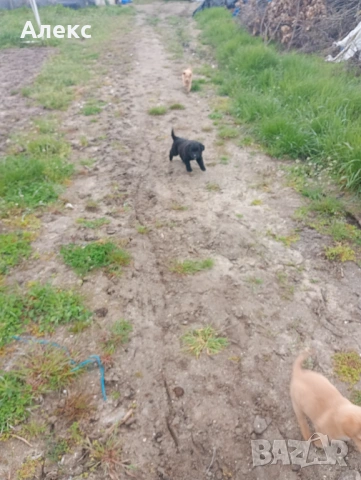 Подарявам малки кученца!, снимка 6 - Други - 54154098