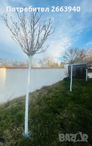 8 годишни дървета Каталпа