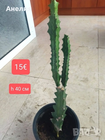 Еуфорбия Euphorbia lactea, снимка 2 - Стайни растения - 54655361