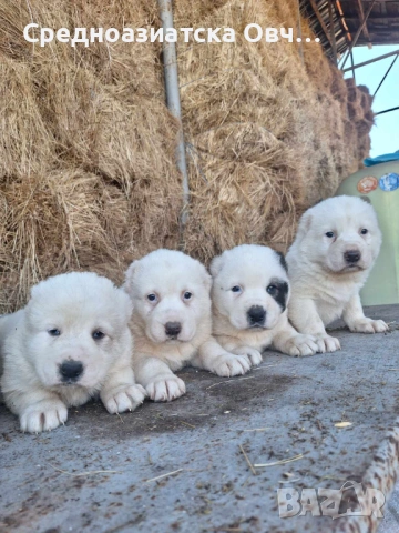 Сао-Алабай, снимка 2 - Алабай - 54066326