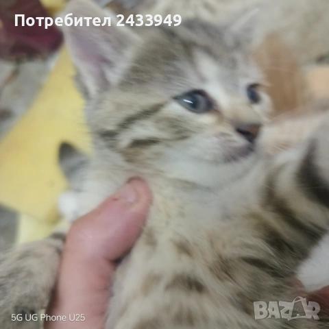 Подарявам пет котета, снимка 6 - Други - 54512763