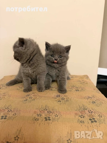 БРИТАНСКИ КОТЕТА