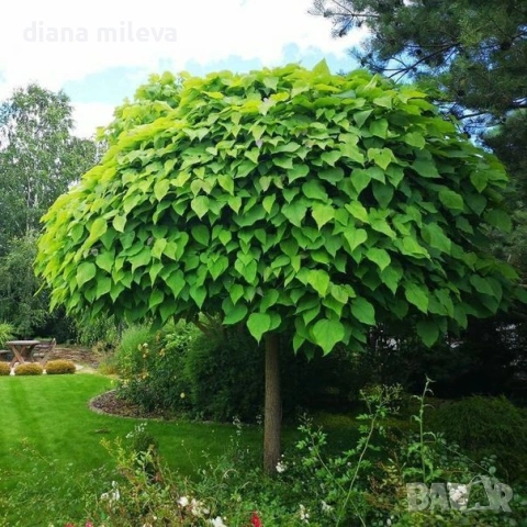 Каталпа, Catalpa bignonioides, снимка 3 - Градински цветя и растения - 54894868