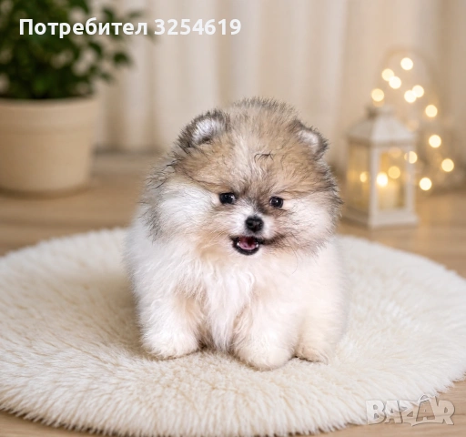 Померан момиче, снимка 6 - Померан - 54990414