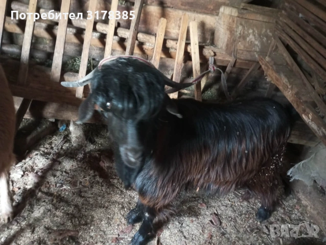 Продавам мъжки Пръч на 1 година Велинград, снимка 2 - Кози - 54255997