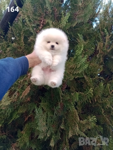 Померани. Реални снимки !!! 